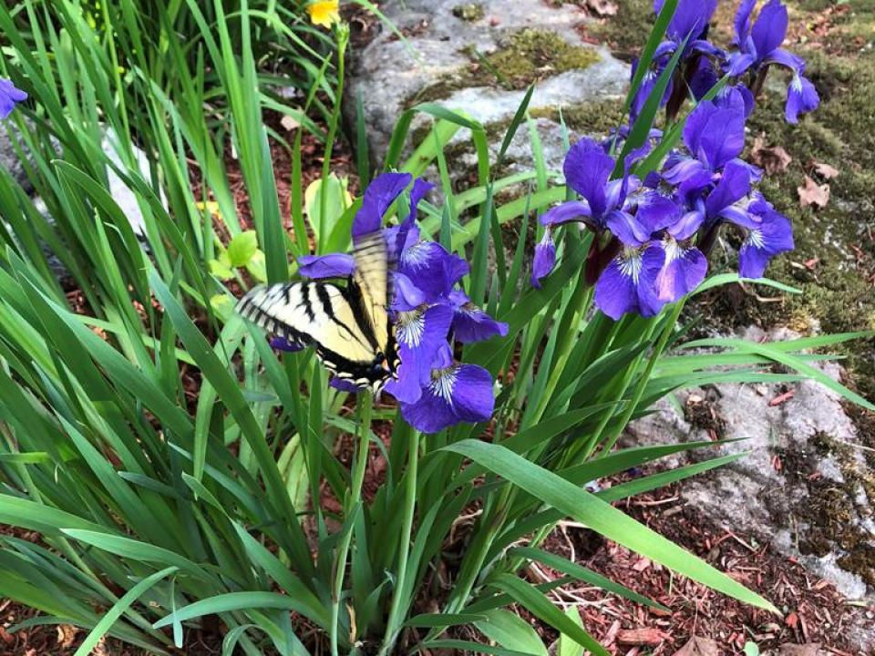 Many Great Flower beds