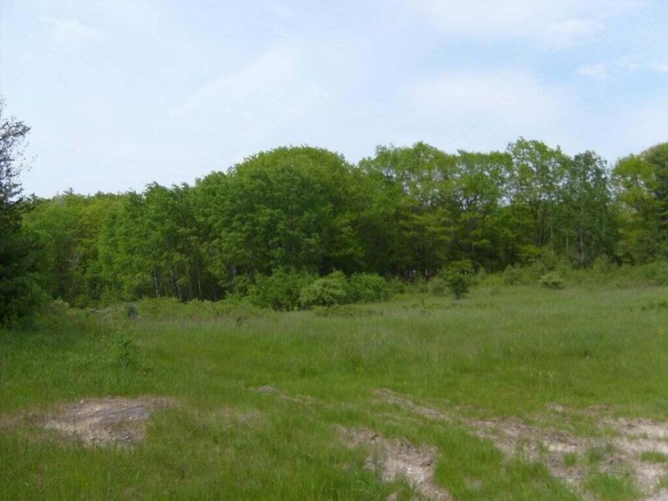 Meadow2