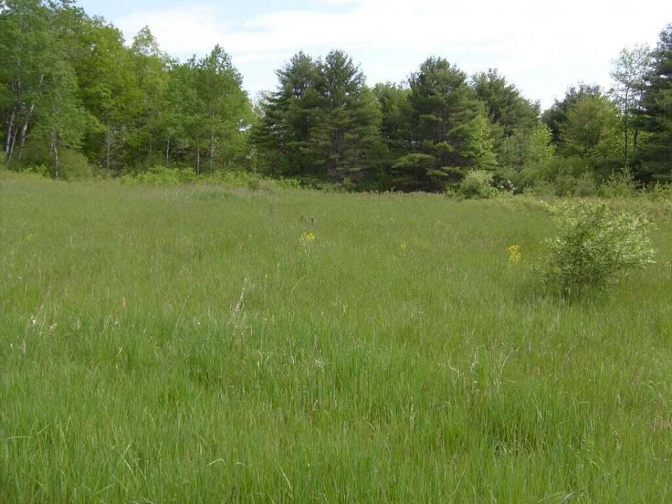 Meadow4