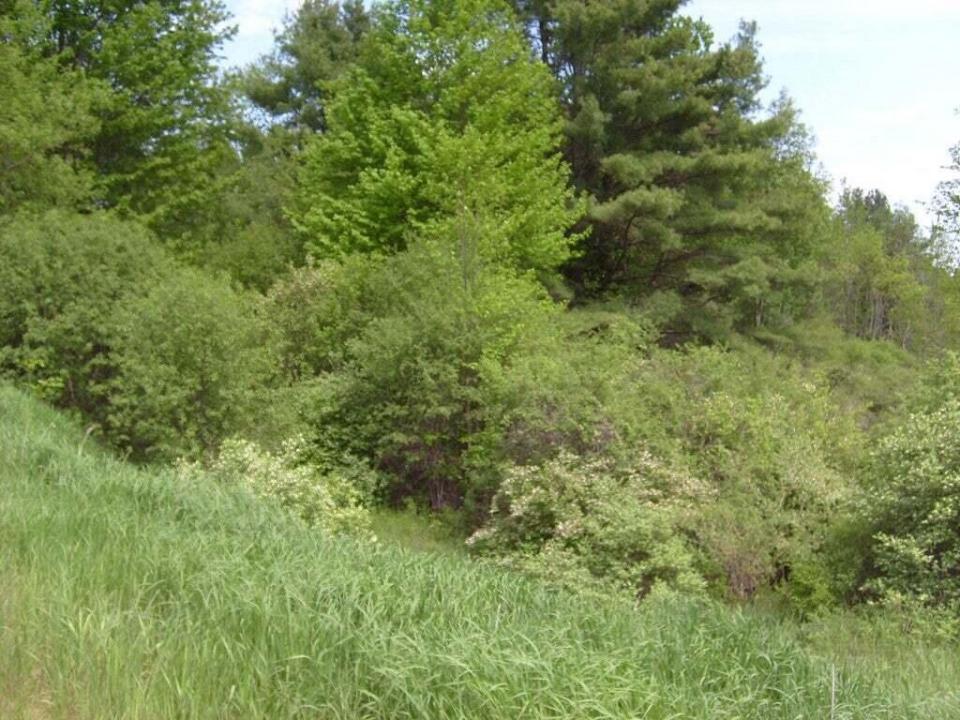 Pasture2