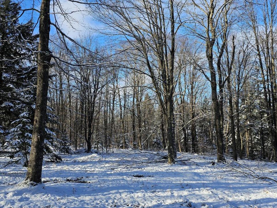 Brown - Colton camp woods