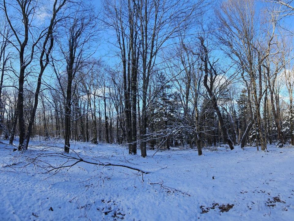 Brown - Colton camp woods II