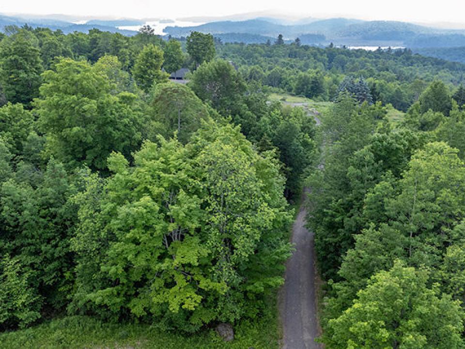 Lot14_18_On_Panorama_A_Trees