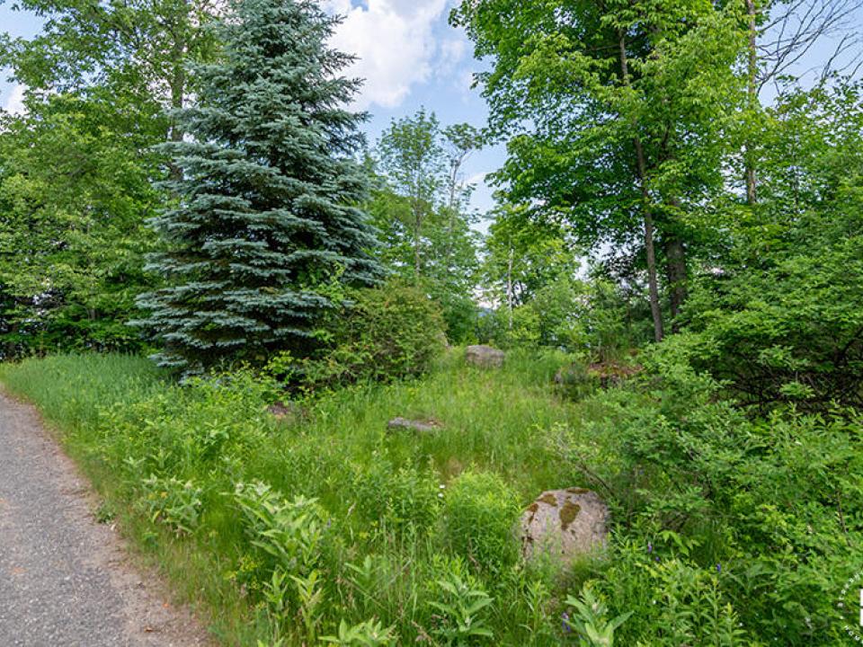Lot14_18_On_Panorama_Lot_Tree_Rocks