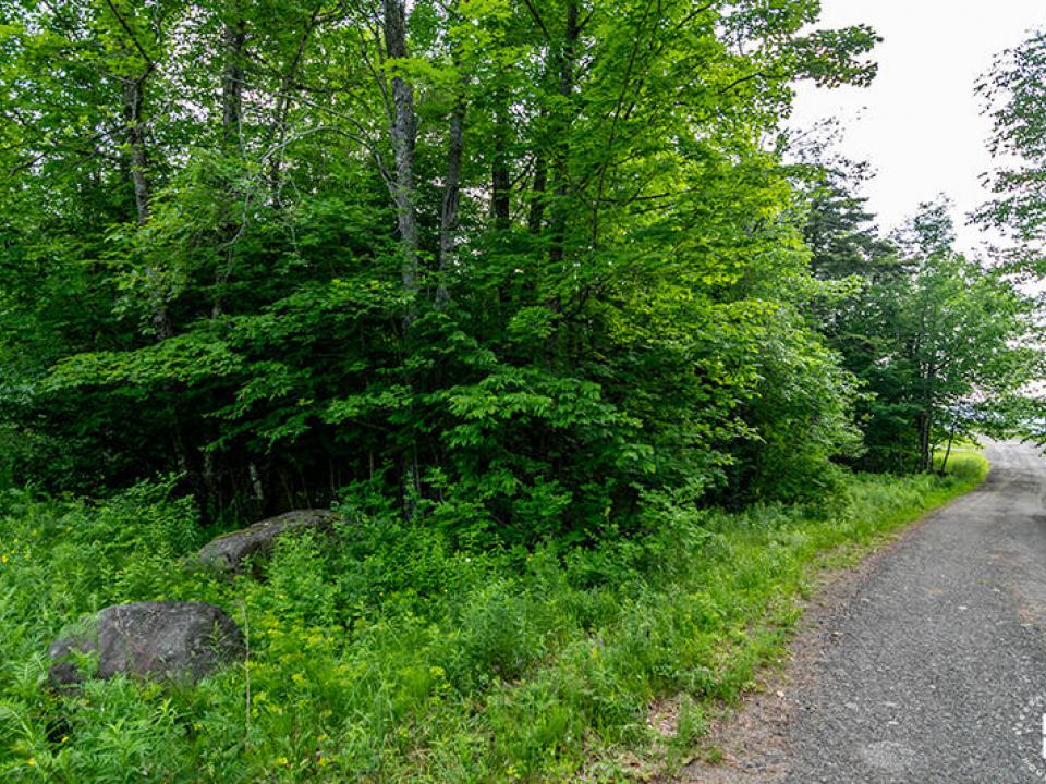 Lot14_18_On_Panorama_Lot_Trees