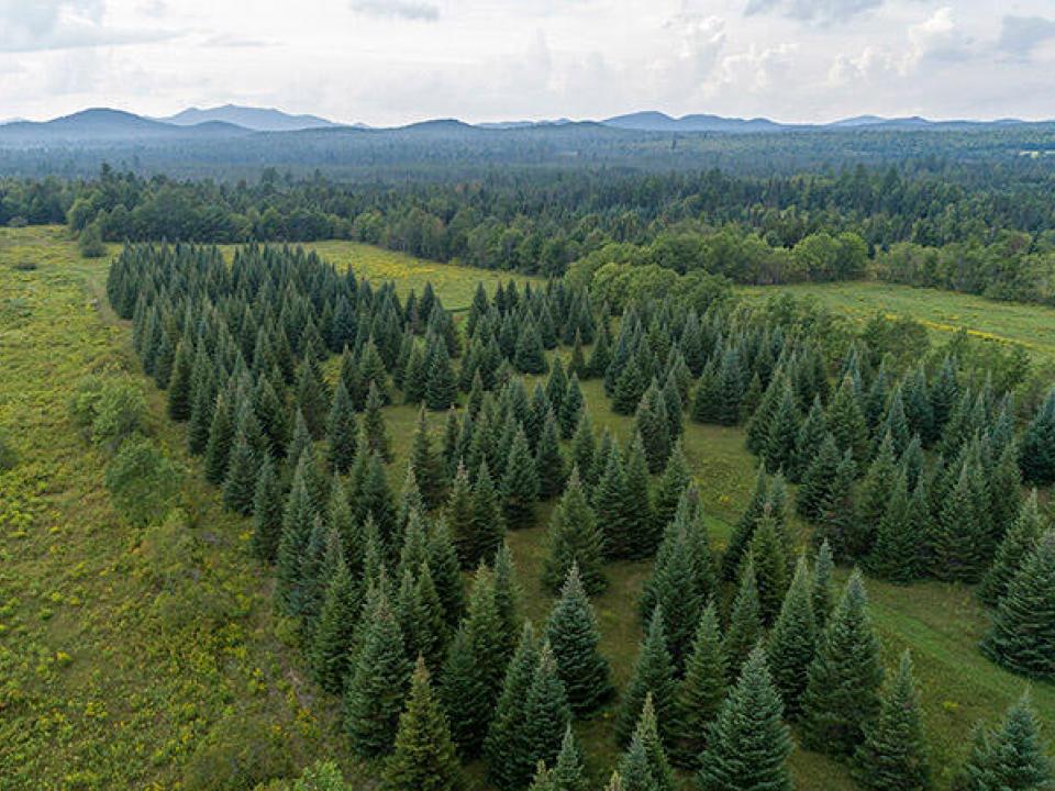 147_Private_Acres_In_Harrietstown_A_Tree