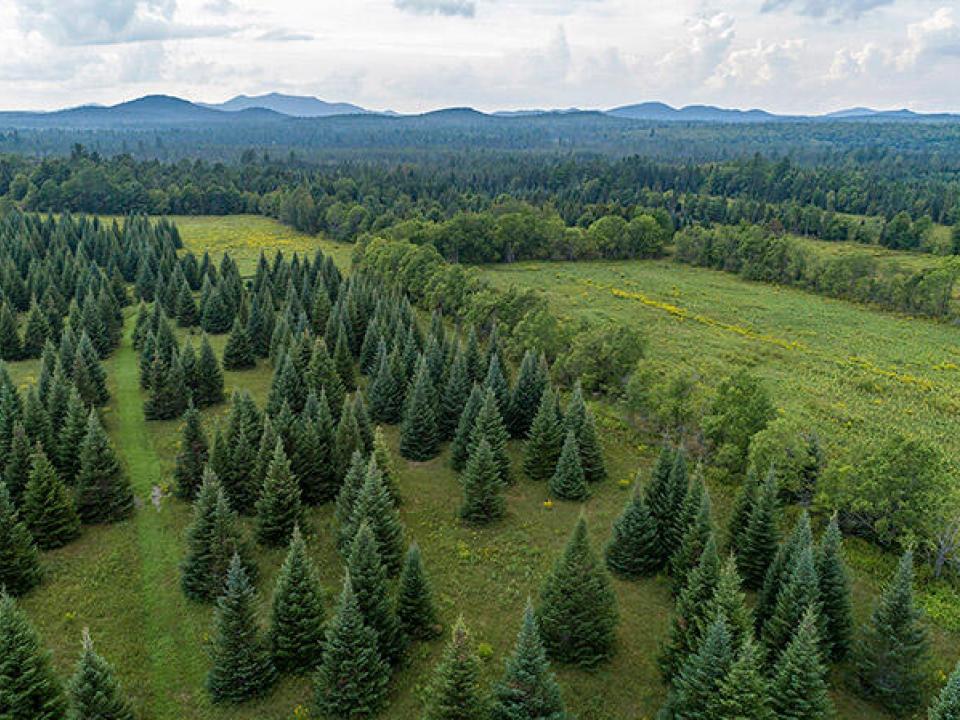 147_Private_Acres_In_Harrietstown_A_Tree