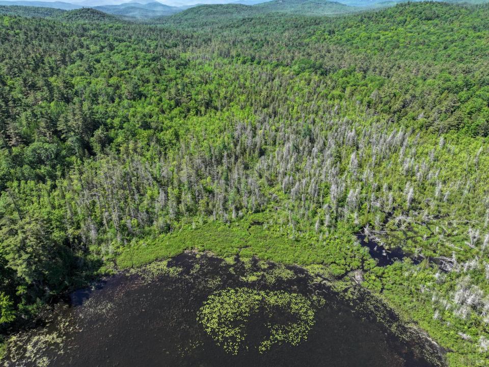 Beaver Way View 8