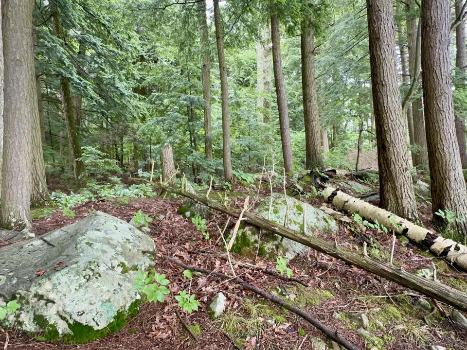 Beaver Way View 12