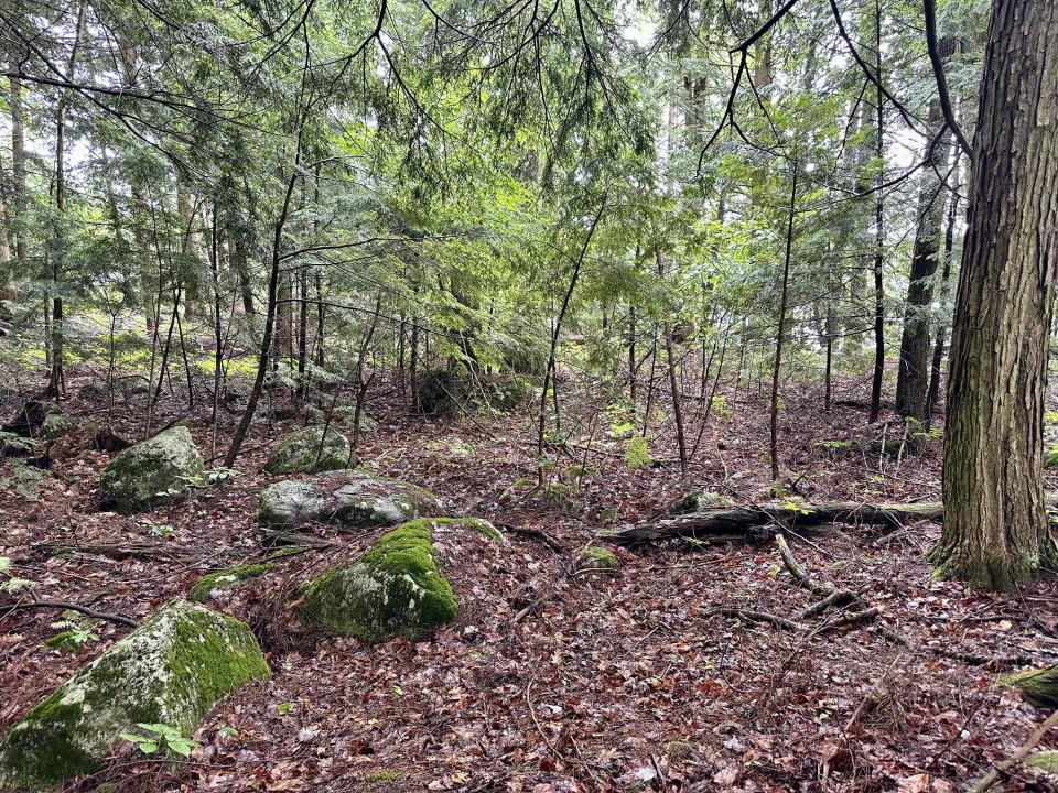 Beaver Way 16