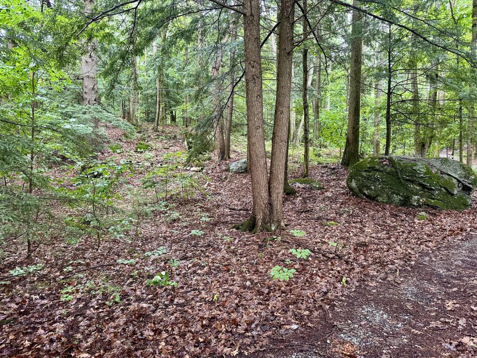 Beaver Way 18