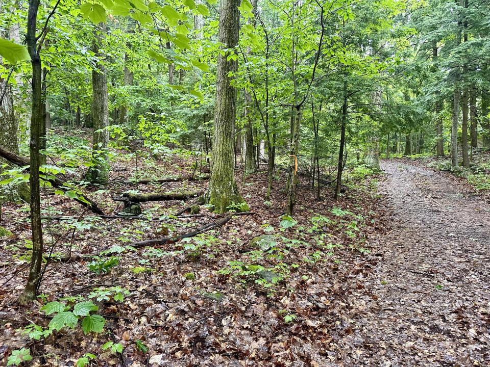 Beaver Way 19