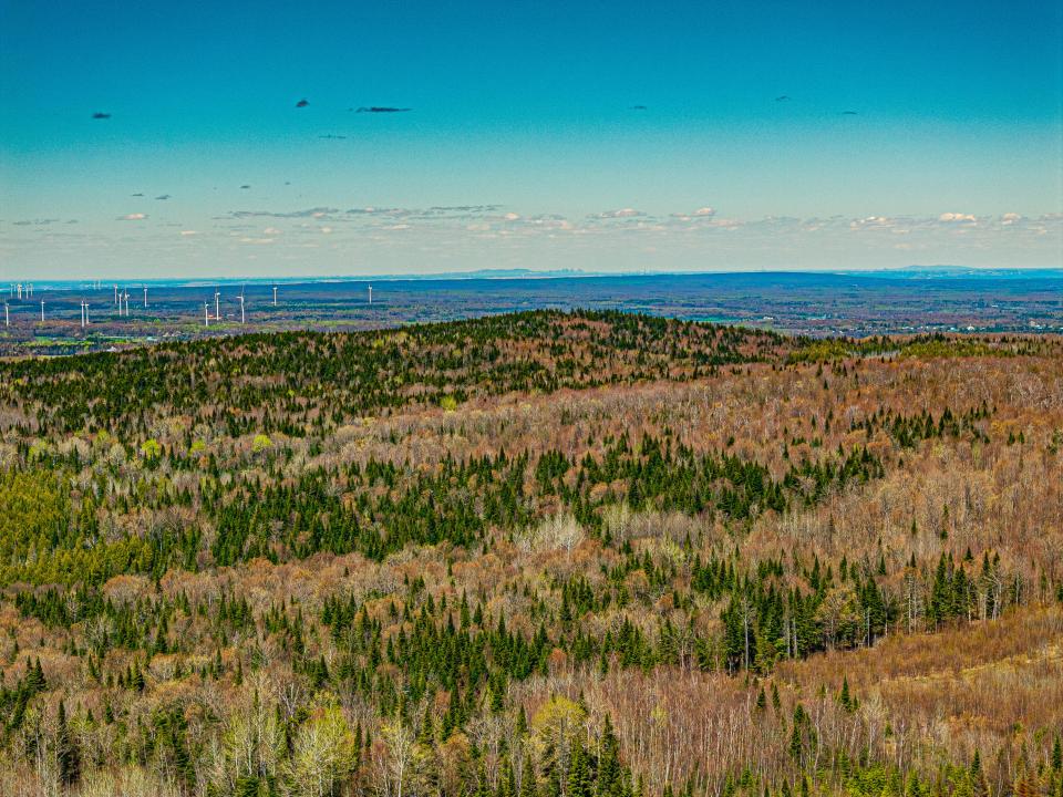 (14)_Panther Lane Forest. Northeasterly