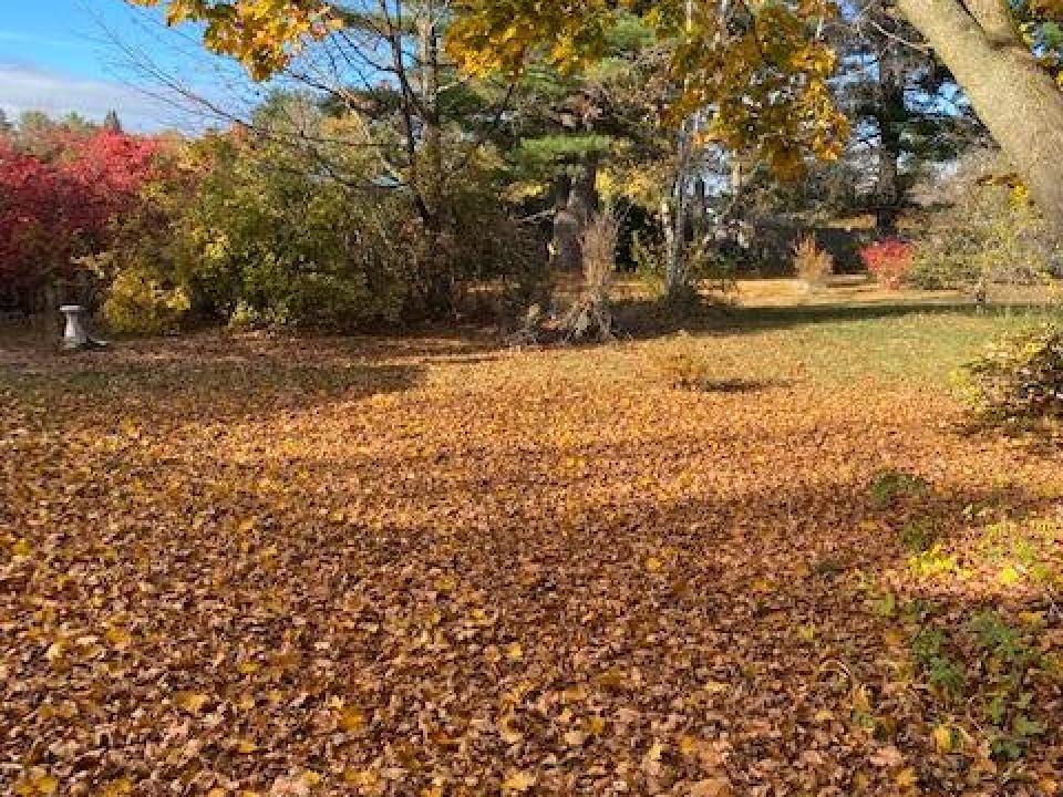 Back yard
