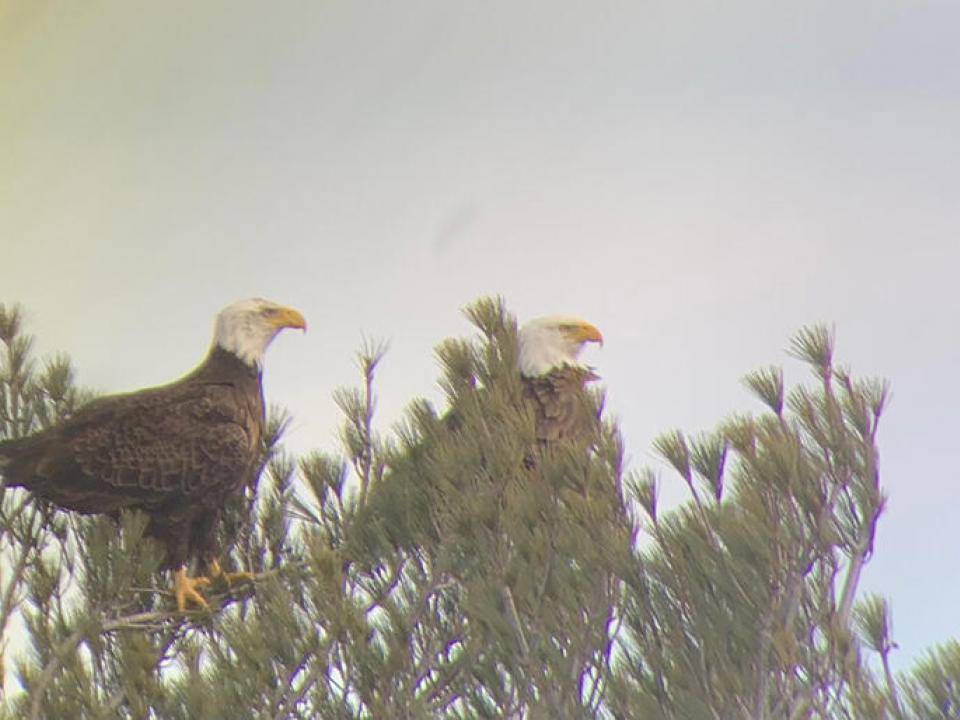 Eagles