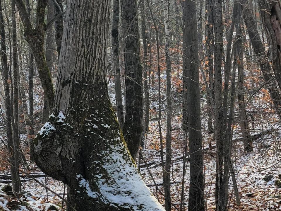 Wilson - Highlands Rd - big foot tree