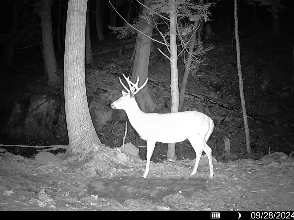 Wilson - Highlands Rd new - buck