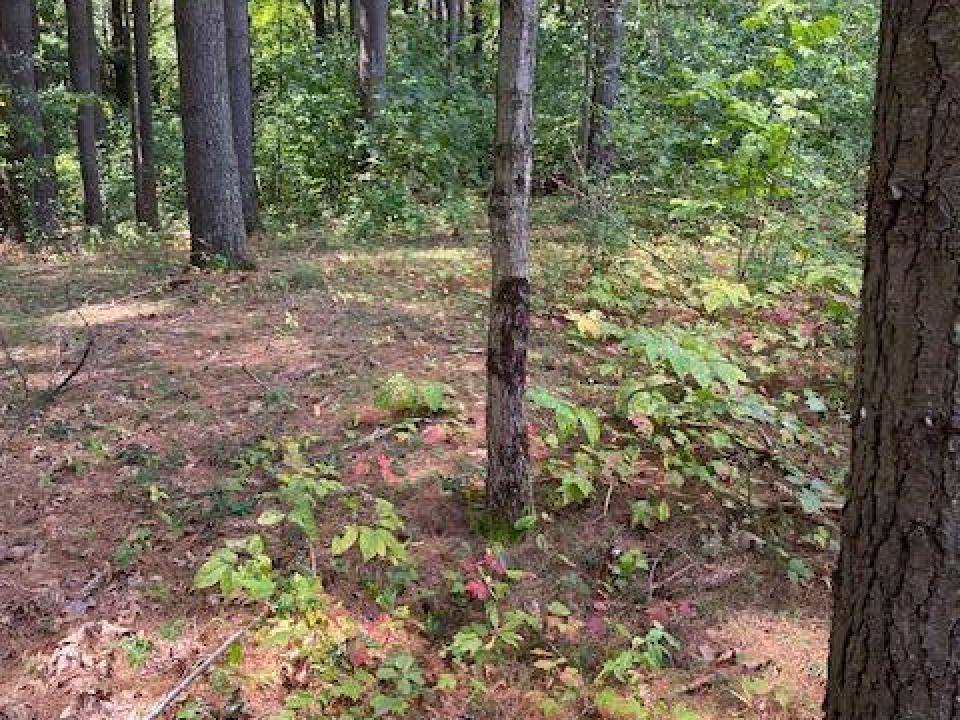 Partially cleared site