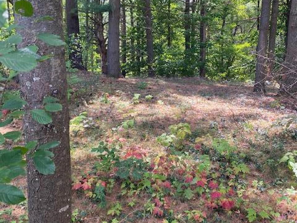 Site