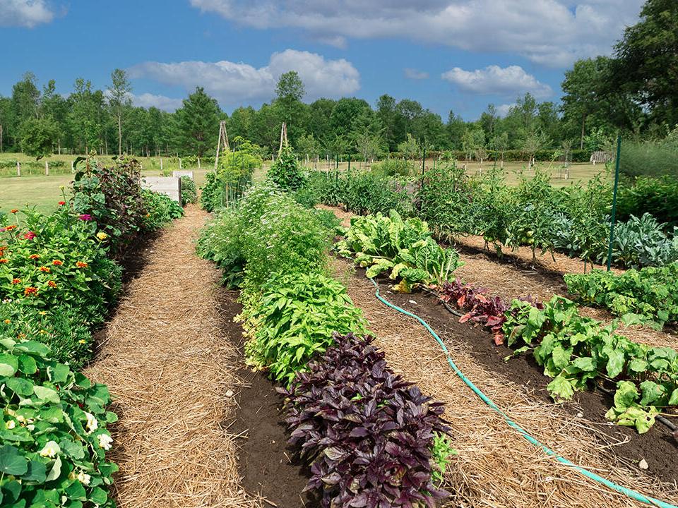 Vegetable Garden