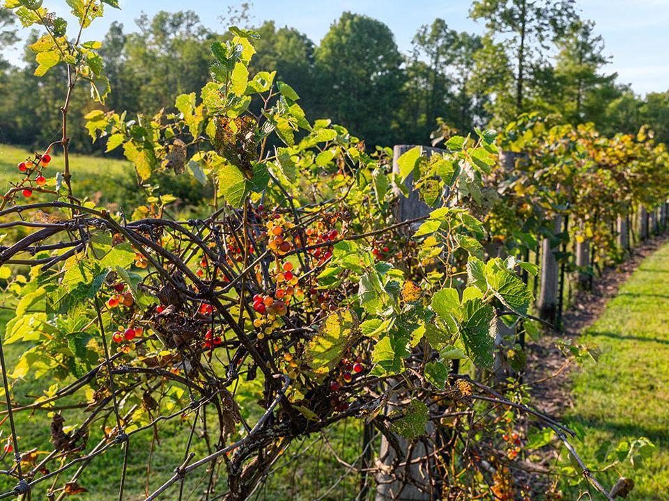 Vineyard