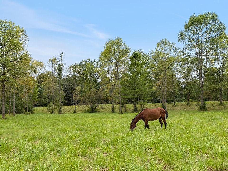 Pasture