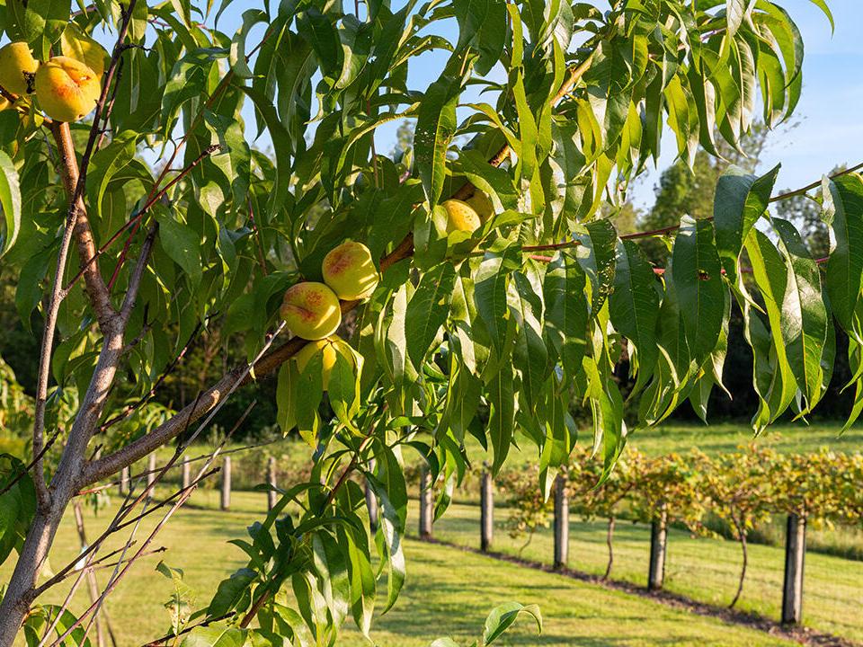 Orchards