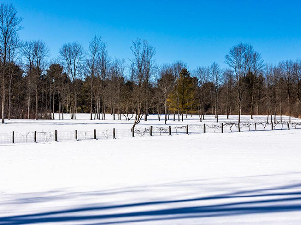 nbRosslynSnowFieldsHR-7939