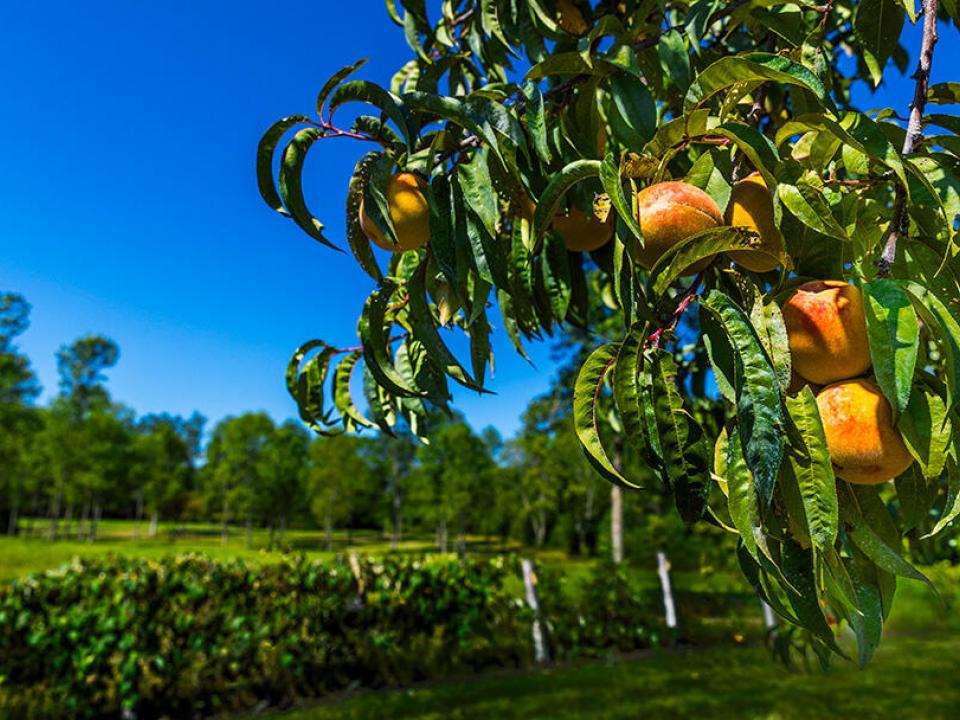 nbRosslynAugust-1167