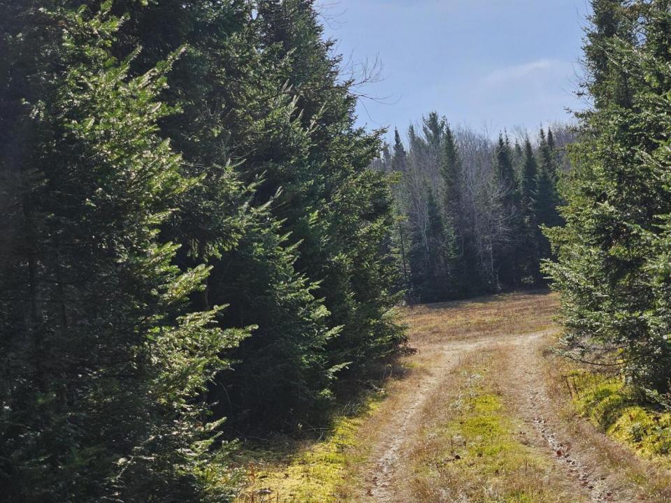 road into open field