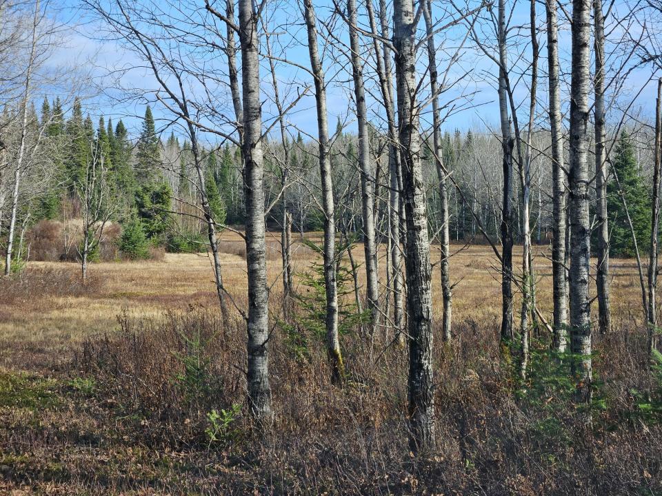 poplar trees and field