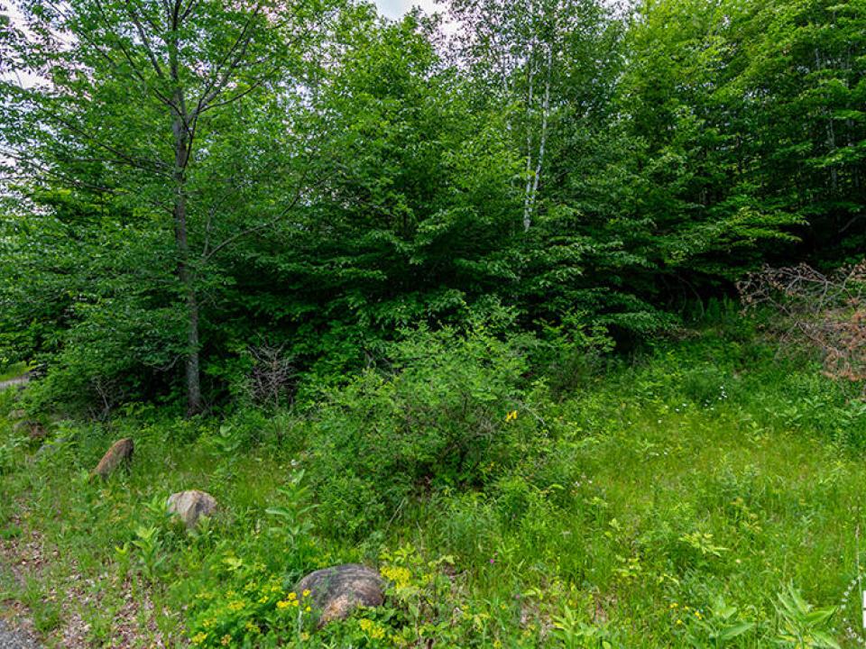 Lot15_16_On_Panorama_Lot_Trees