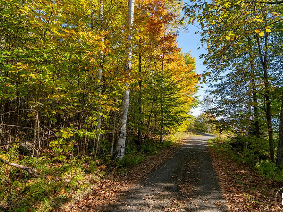 Lot1516OnPanorama_Fall_LowerLot_Roadway