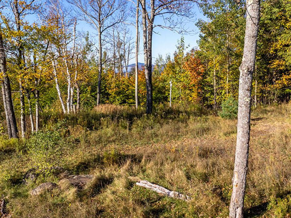 Lot1516OnPanorama_Fall_UpperLot_Trees