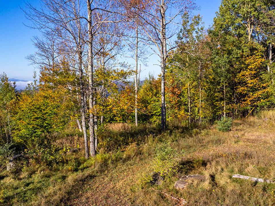 Lot1516OnPanorama_Fall_UpperLot_Trees_Mo