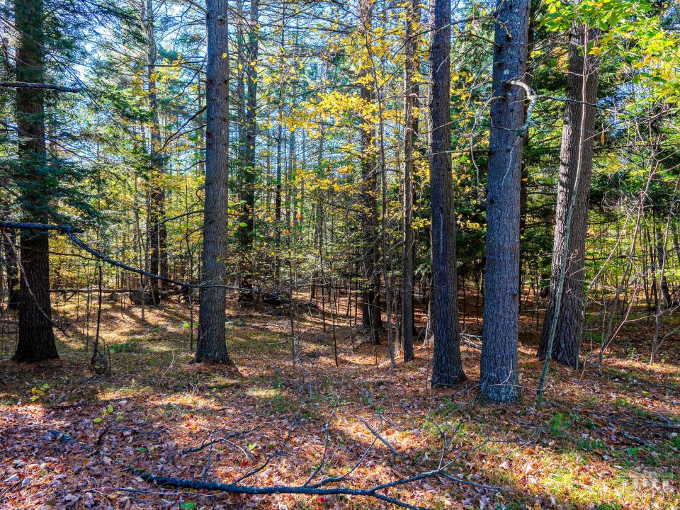 289 Springfield Rd WT-9