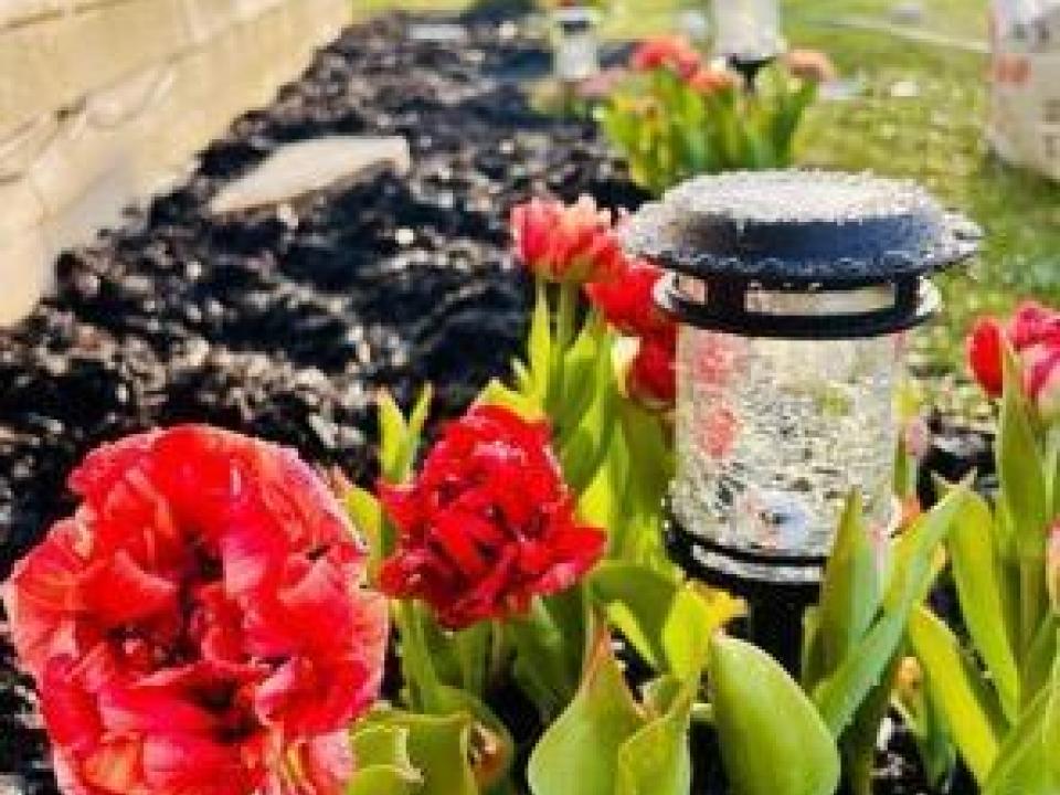 flowers gard