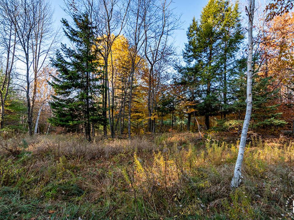 LandOnMtPisgahPark_Lot