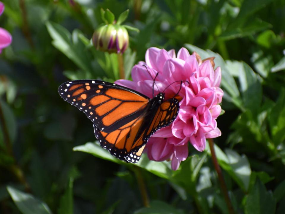 smallDSC_0679