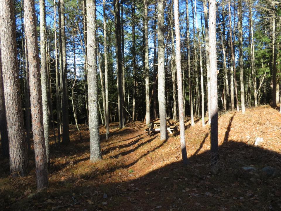 PTrees