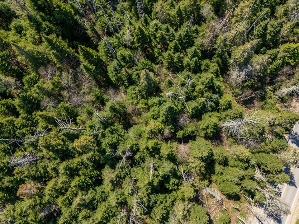 LotOnRiverRdInLakePlacid_Spring_A_Above