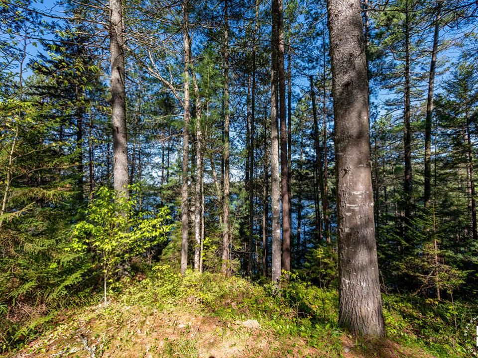 LotOnRainbowLake_Lot_View