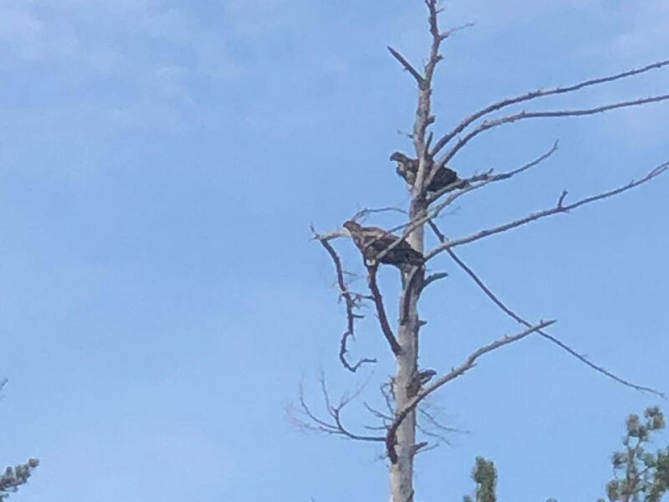 CampStillwaters_O_Eagles