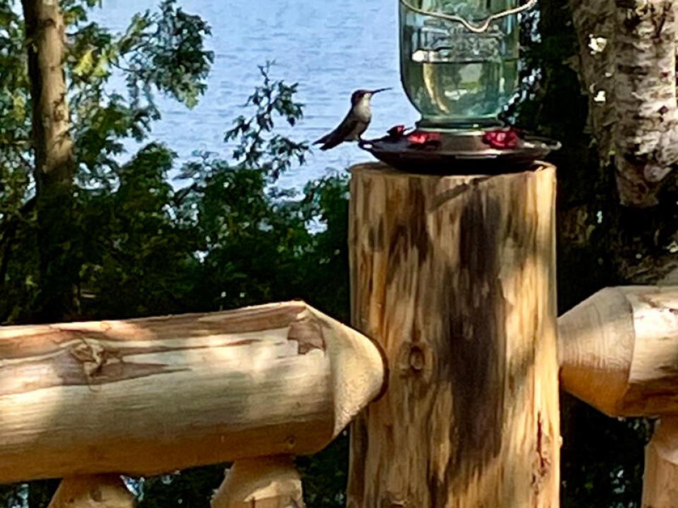 CampStillwaters_O_Hummingbird