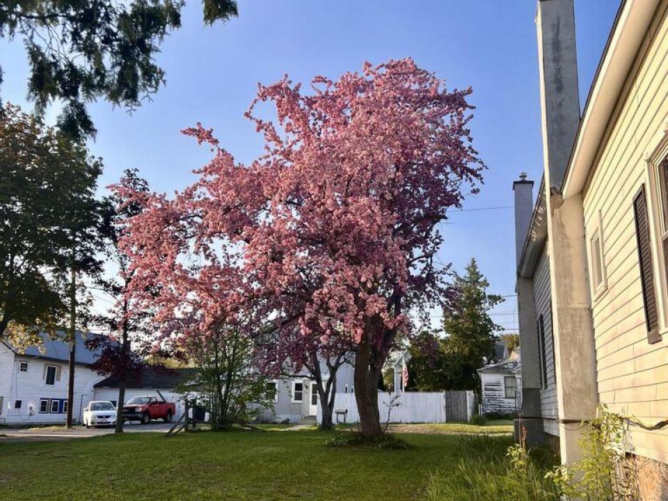 19 Elm Side Yard