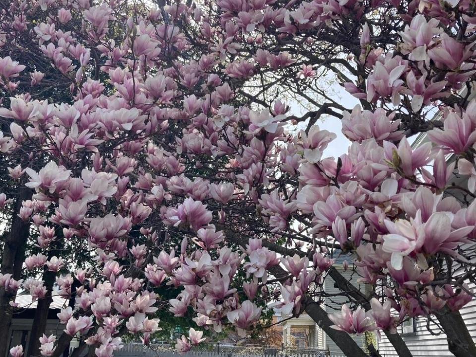 Magnolia tree