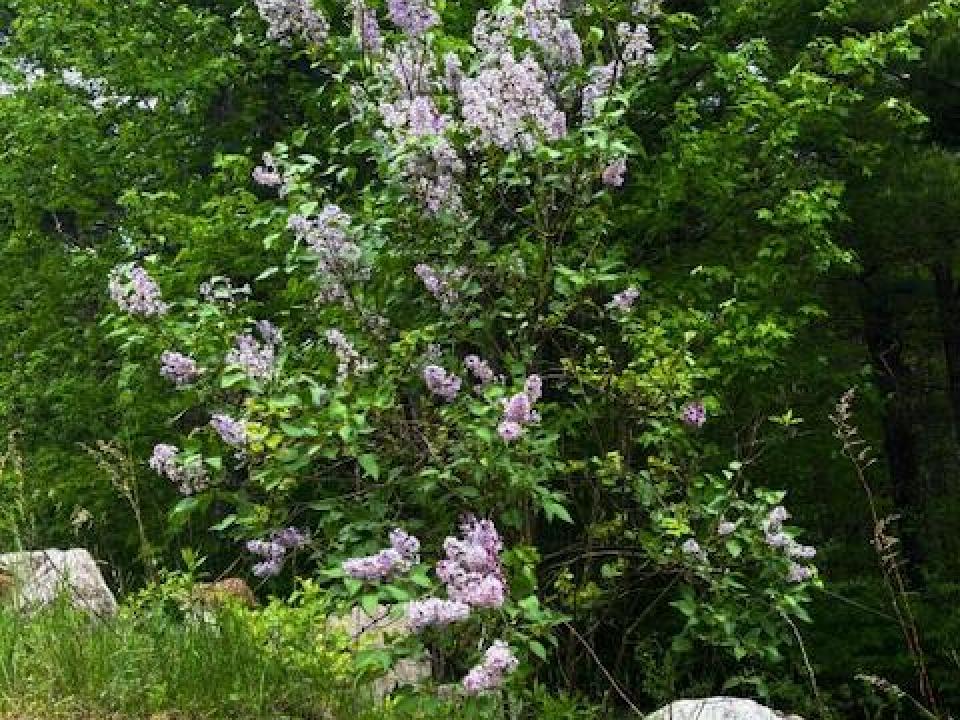 Lovely greenery around