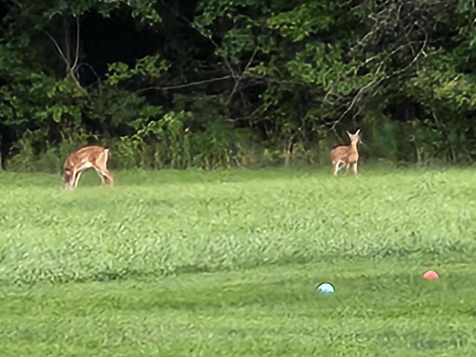 backyard_deer