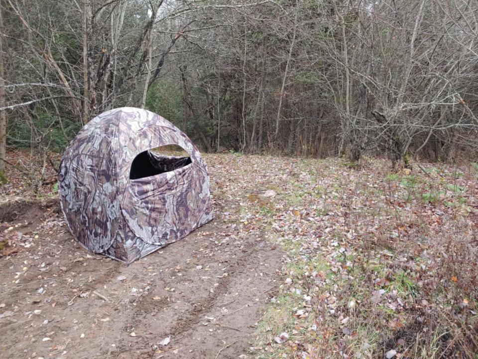 Cleared woods