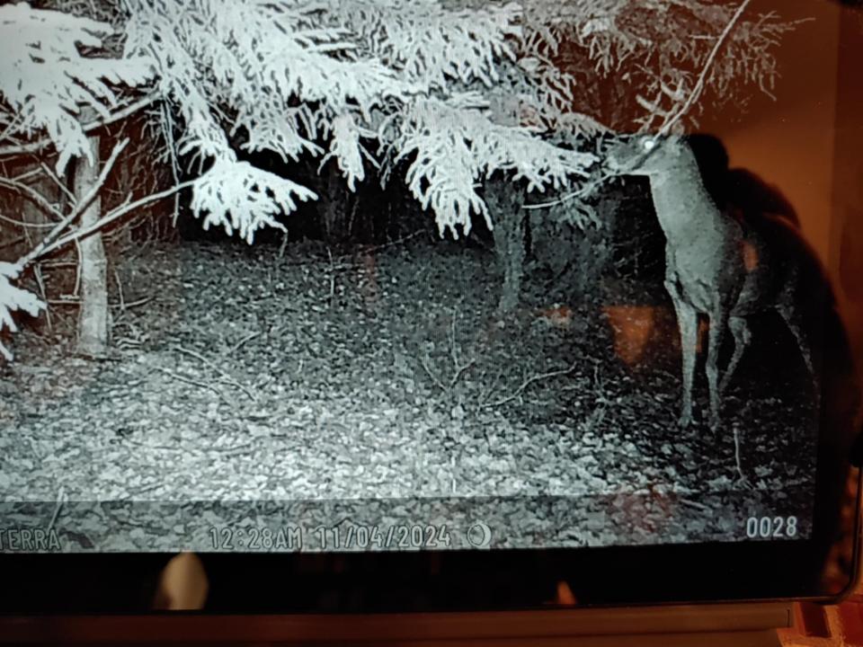 Deer